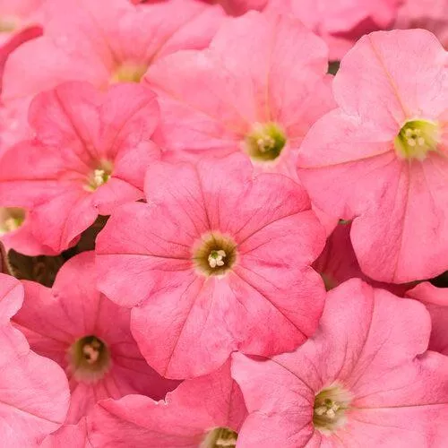 PW Supertunia Bermuda Beach Petunia