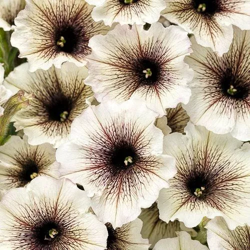 PW Supertunia Latte™ Petunia