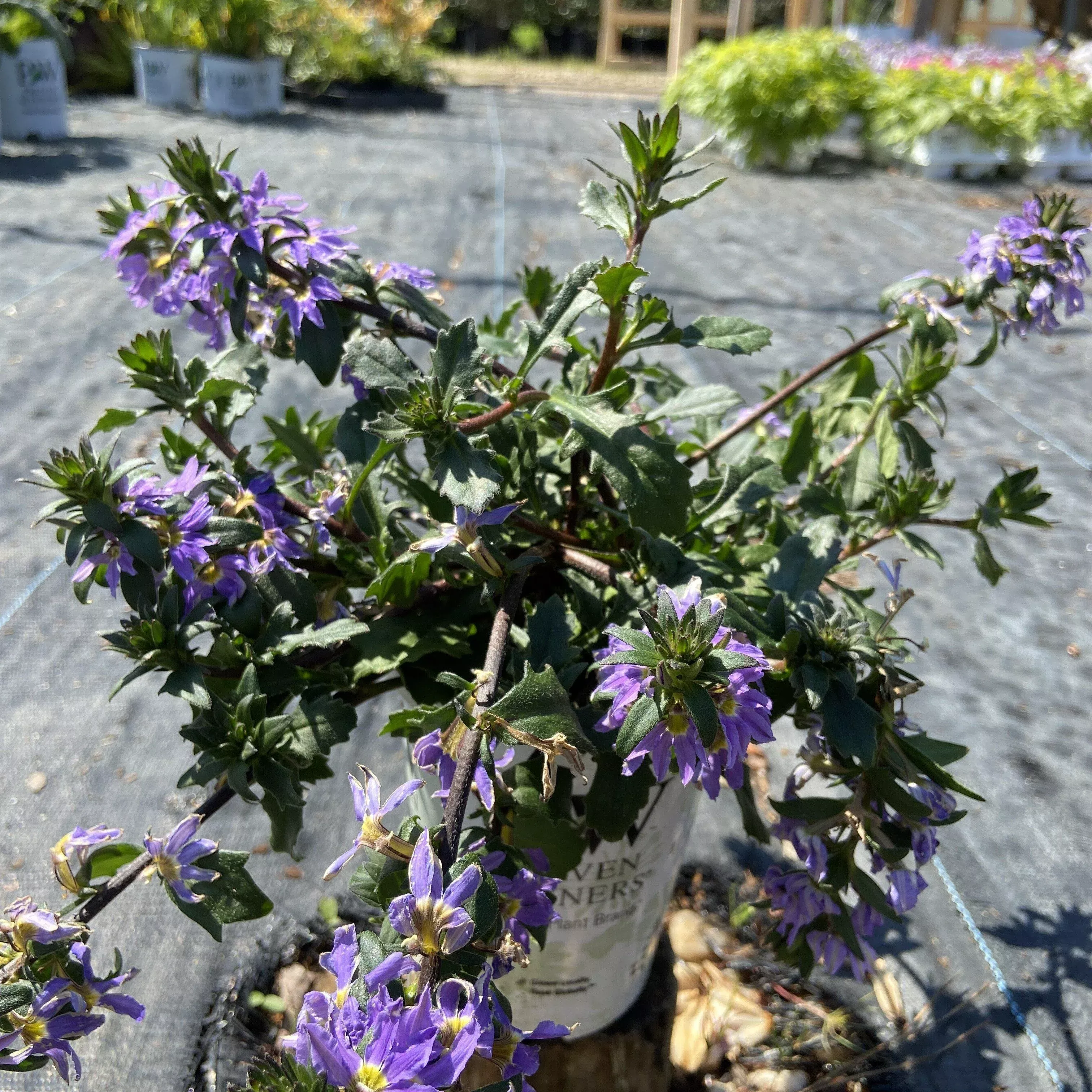 PW Whirlwind Blue Fan Flower