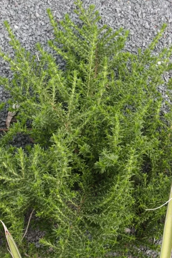 Pycnothymus rigidus NE Florida form