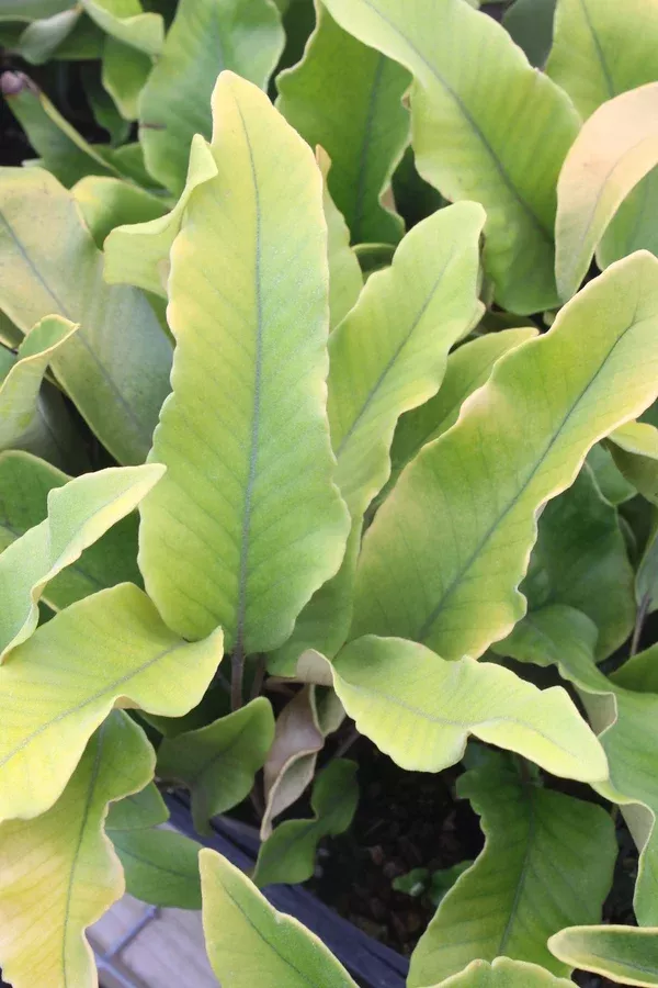 Pyrrosia lingua 'Limon'