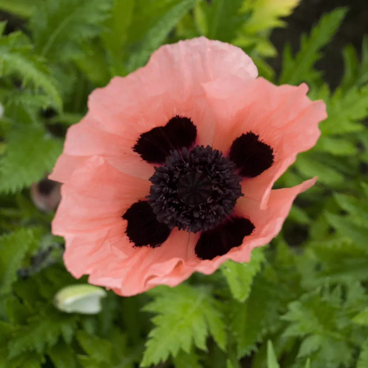 'Queen Alexandra' Oriental Poppy (Papaver)