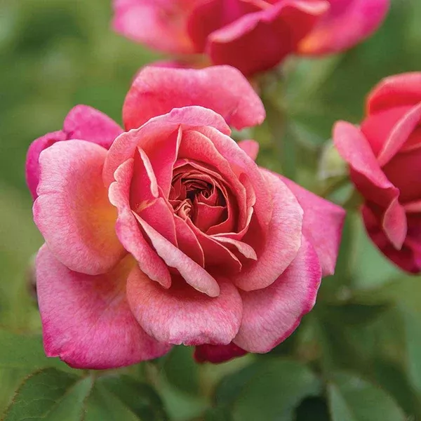 Queen Of Elegance™ Floribunda Rose - Deep Pink