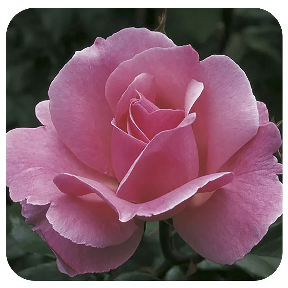 Queen Elizabeth by Weeks Roses