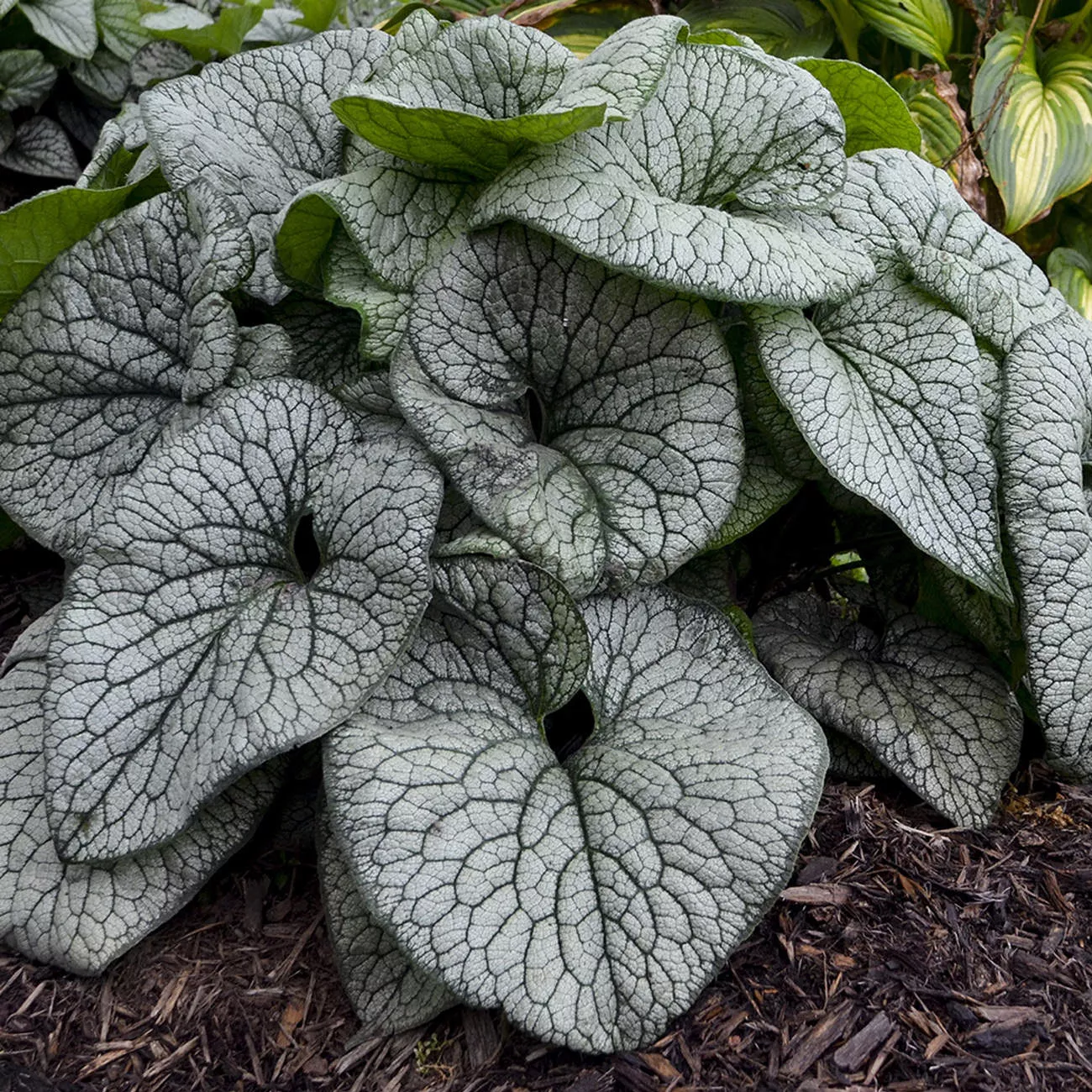'Queen of Hearts' Siberian Bugloss (Brunnera)