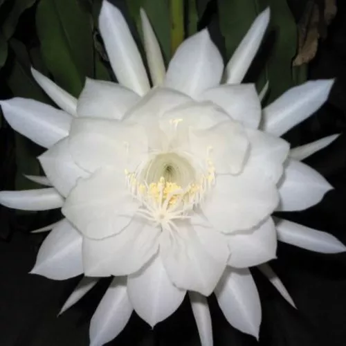Queen of the Night Cactus