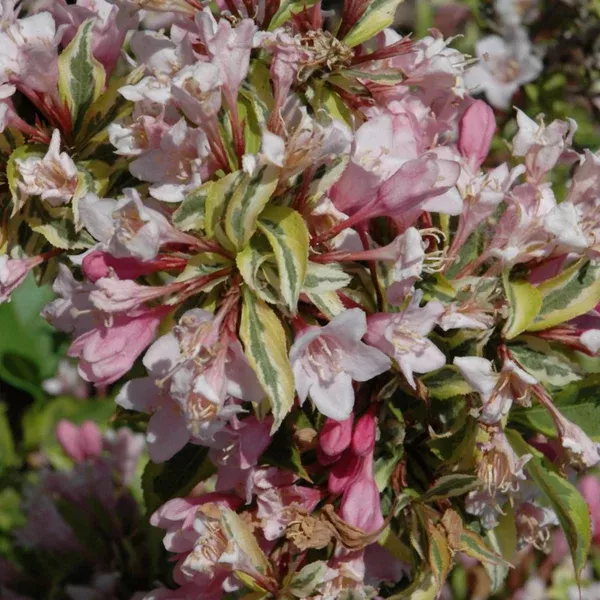 Rainbow Sensation Old Fashioned Weigela Fe