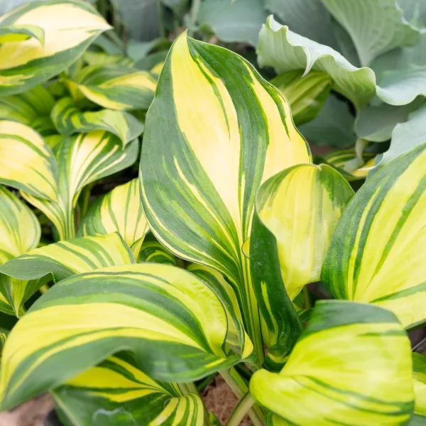 Rainbows End Hosta # 1 CG