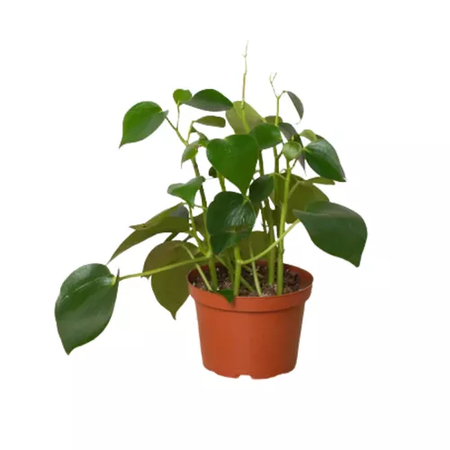 Raindrop Peperomia