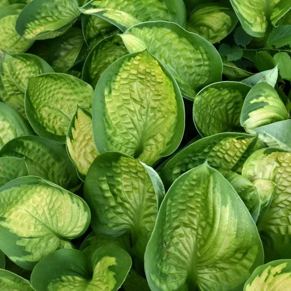 Rainforest Sunrise Hosta # 1 CG