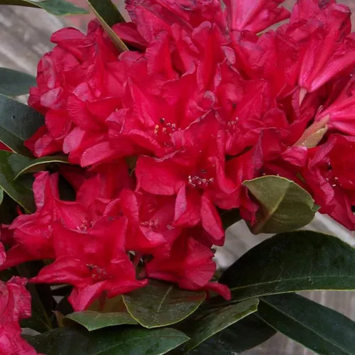 Rangoon Rhododendron