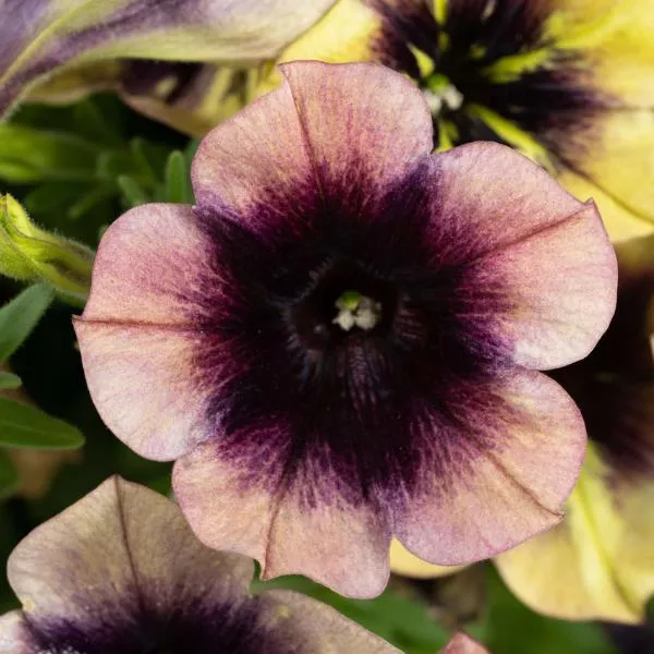 Ray™ Shadow Petunia