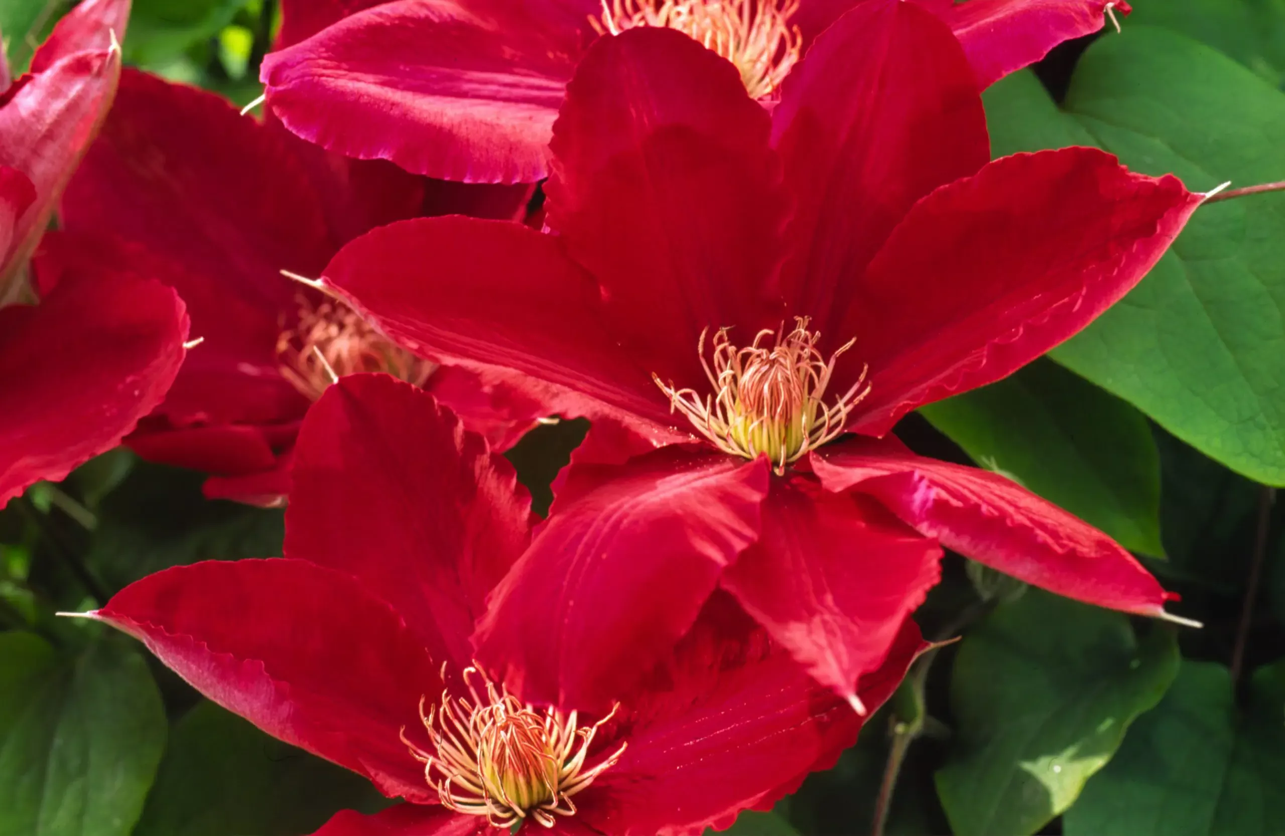 Rebecca Boulevard Clematis