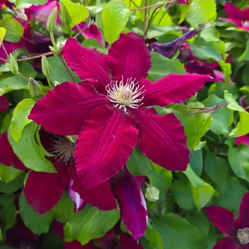 Rebecca™ Clematis