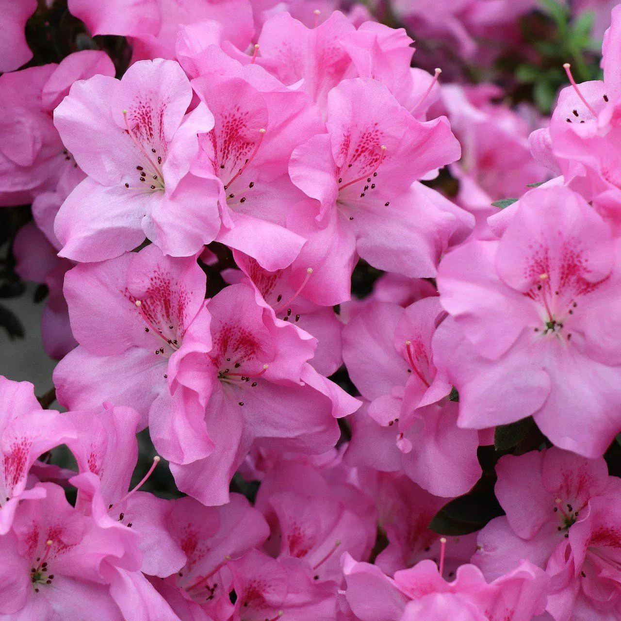 ReBLOOM™ Pink Adoration™ Azalea