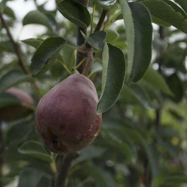 Red Bartlett Pear Dwarf Tree