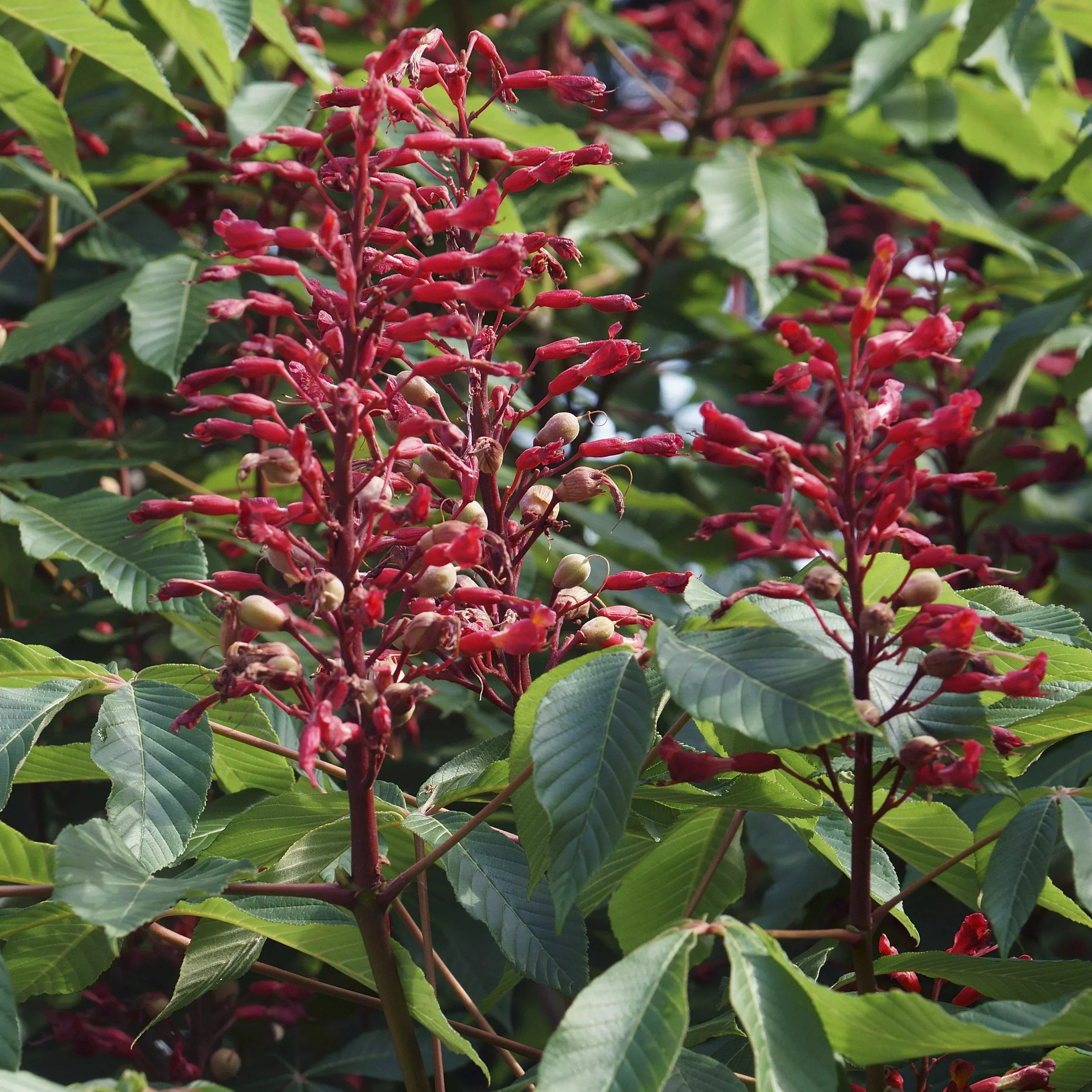 Red Buckeye