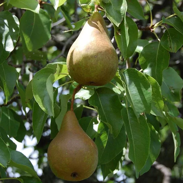 Red Clapp's Pear Semi-Dwarf Tree