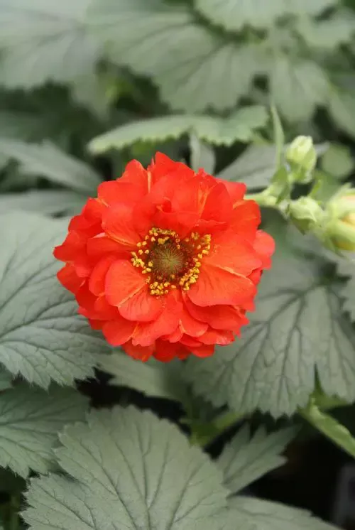 Red Dragon Avens