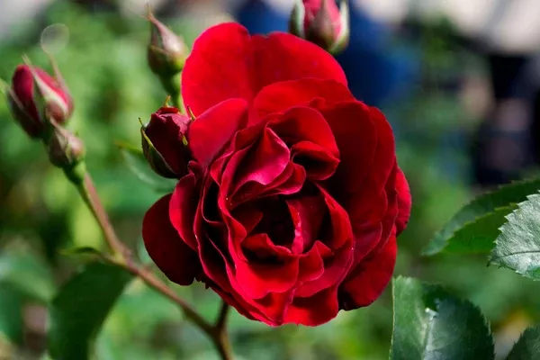 Red Fountain Climbing Rose