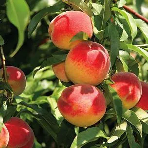 Red Haven Peach Semi-Dwarf Tree