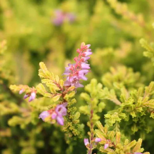 Red Haze Heather