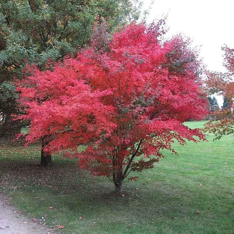 Red-Leaf Japanese Maple