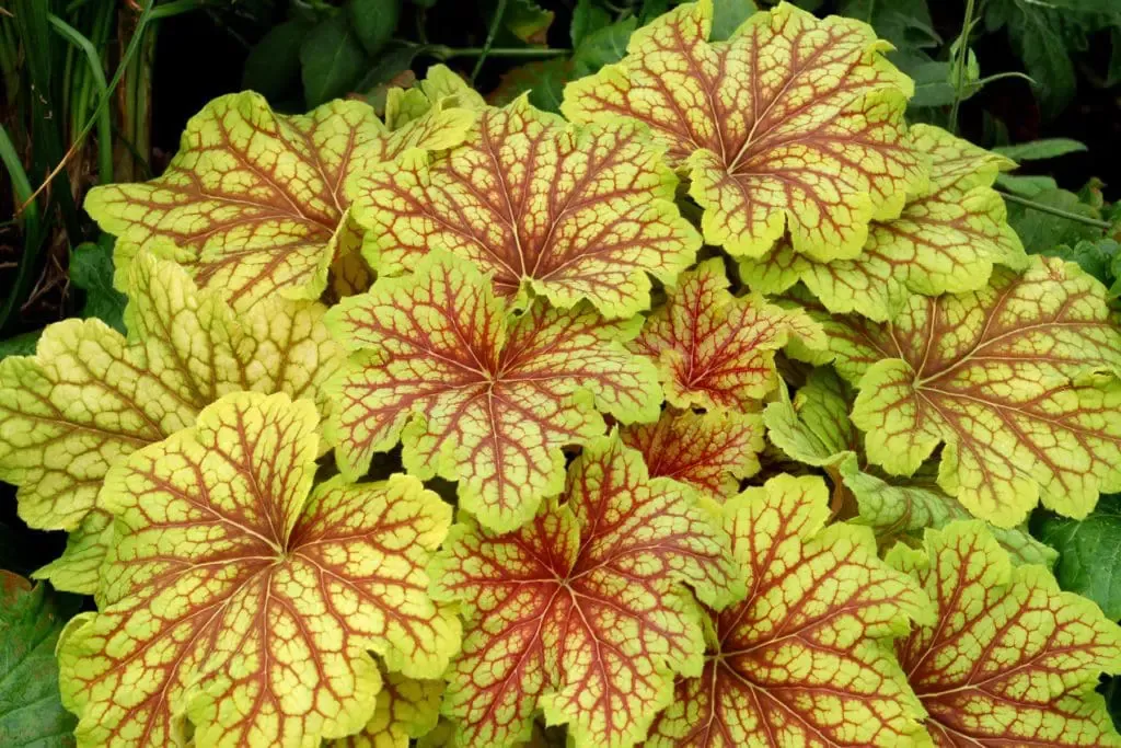 Red Lightning Coral Bells