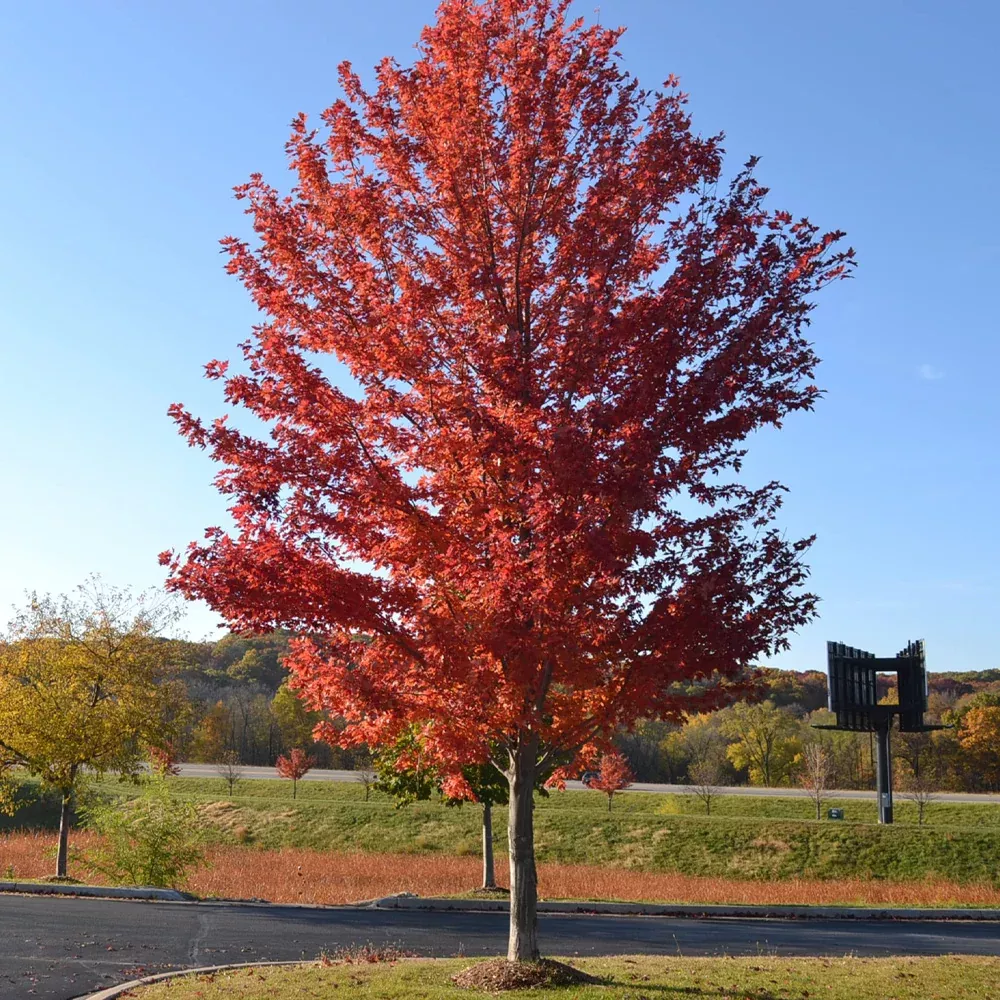 Red Maple, Autumn Blaze 3" B&B