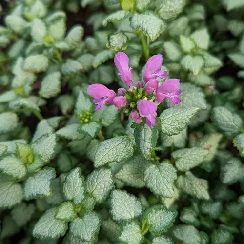 Red Nancy Lamium
