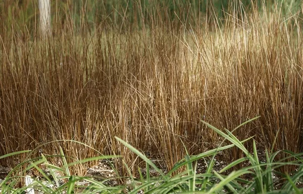 Red Rooster Sedge