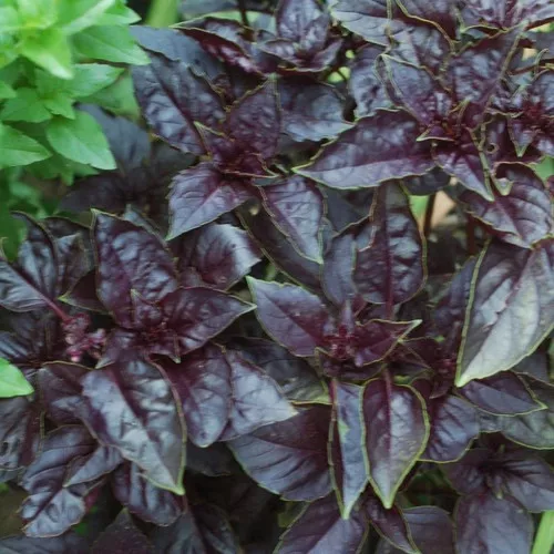 Red Rubin Basil Plant