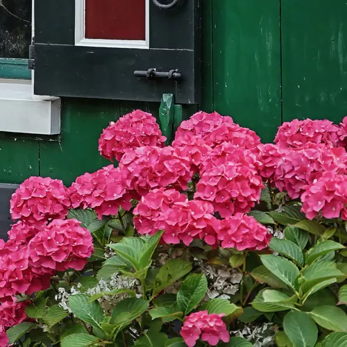 Red Sensation Hydrangea