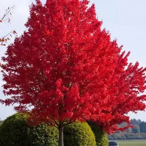 Red Sky Red Maple