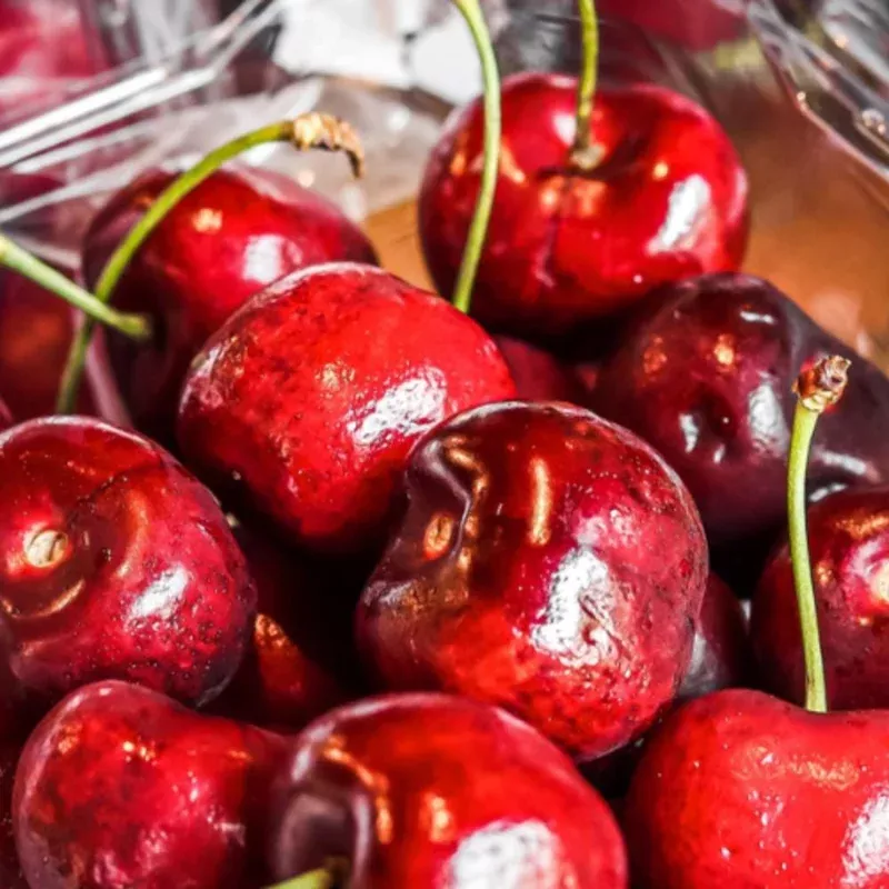 Red Sweet Bush Cherry Live Plant – 6-12 Inches Tall – Outdoor Shrub