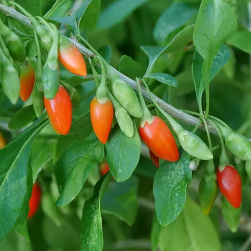 Red Zeppelin Goji Berry