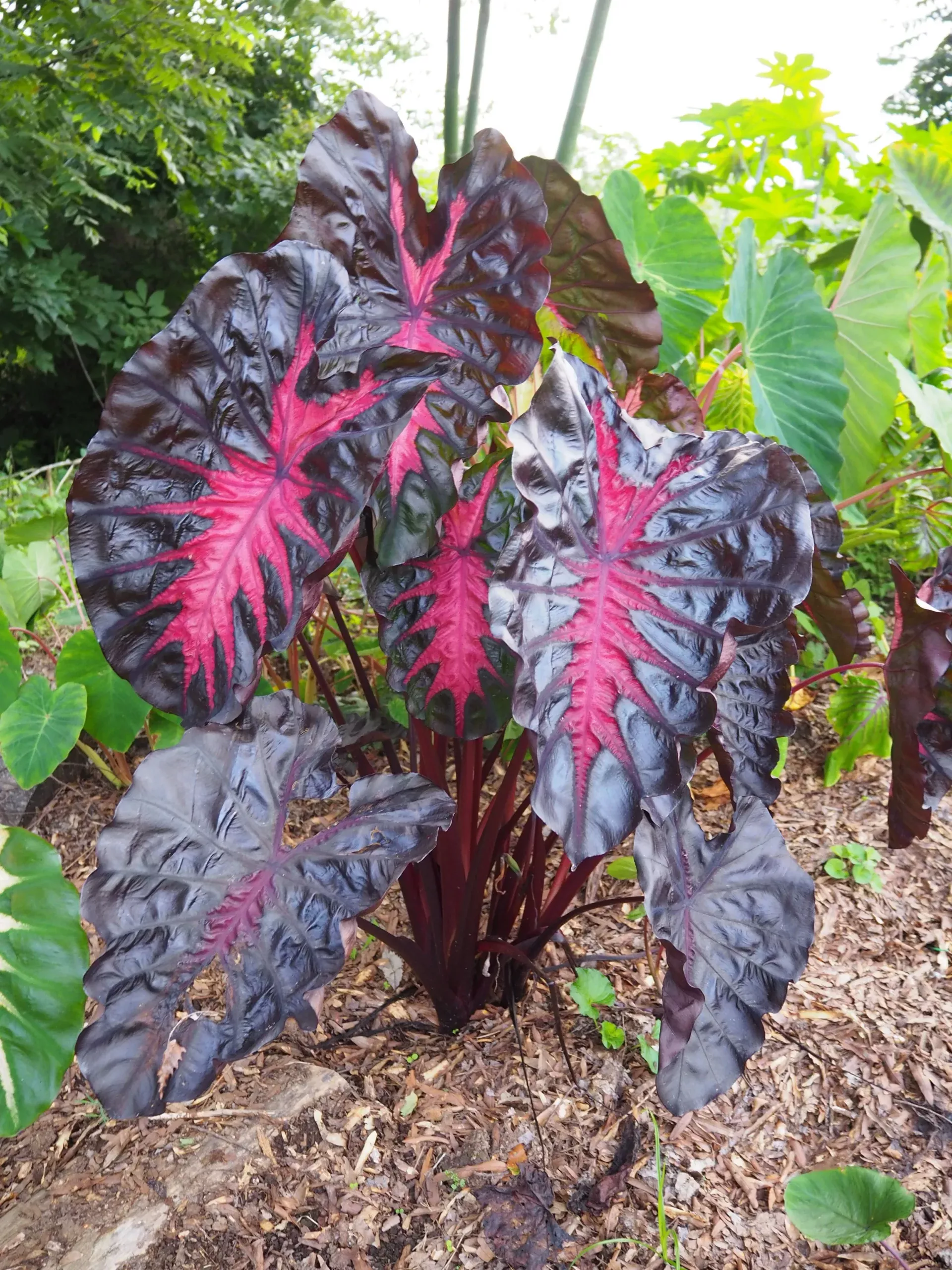 Redemption Elephant Ear