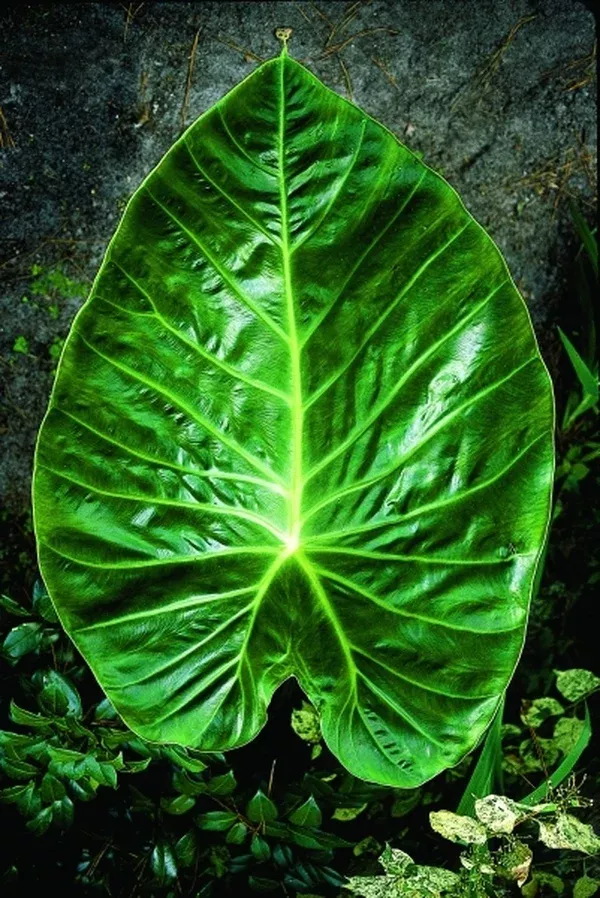 Remusatia vivipara
