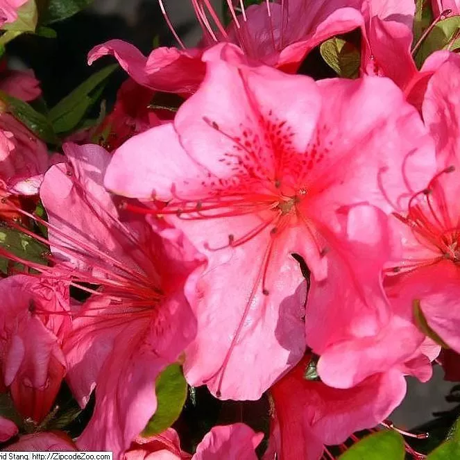 Renee Michelle Azalea