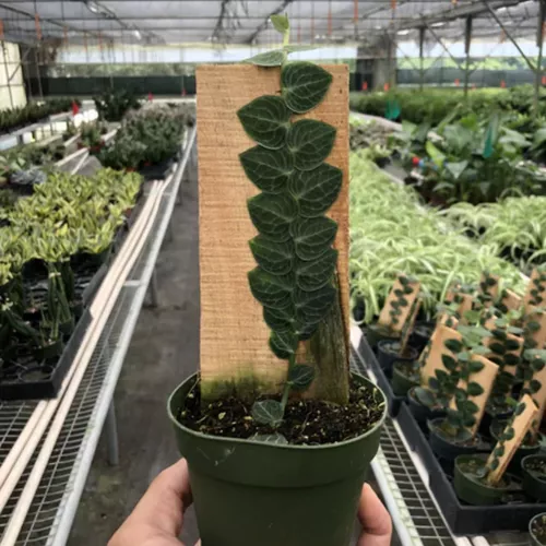 Rhaphidophora Cryptantha Shingle Plant