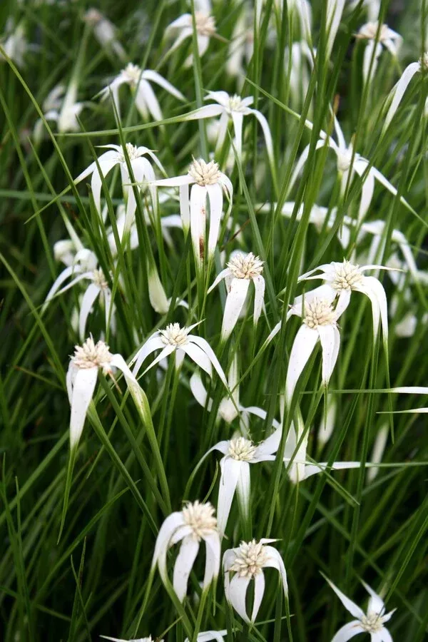 Rhynchospora colorata