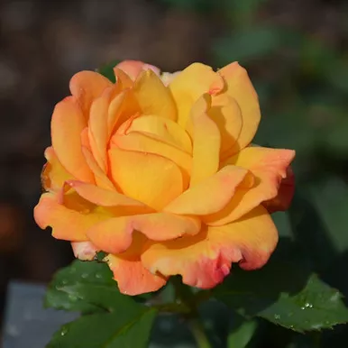 Rio Samba Hybrid Tea Rose