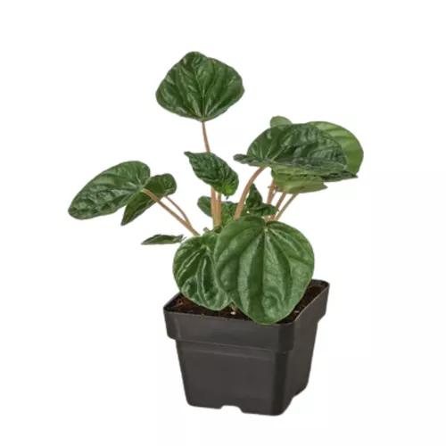 Ripple Peperomia