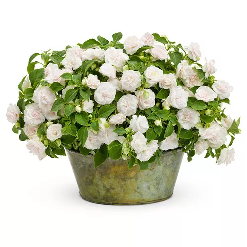 Rockapulco White Impatiens