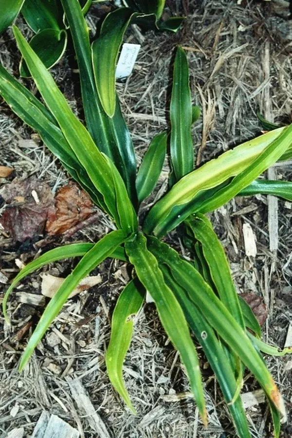 Rohdea japonica 'Galle'