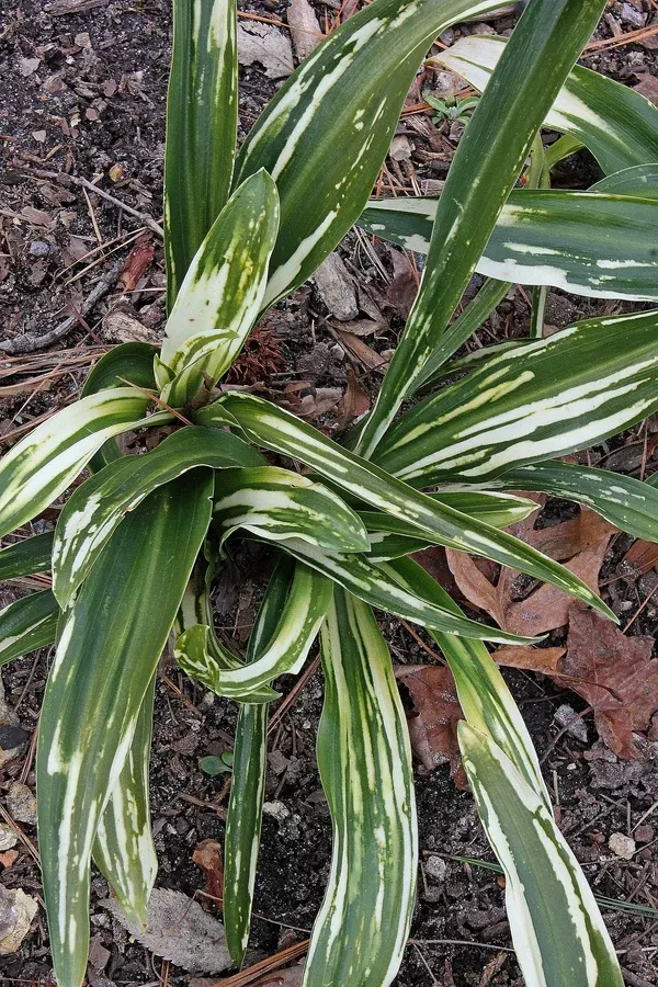 Rohdea japonica 'Shiro Botan'