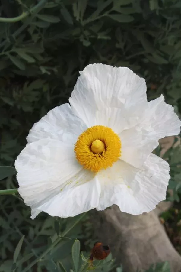 Romneya coulteri