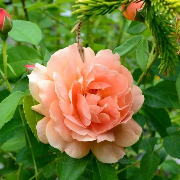 Rosa At Last PW- Orange