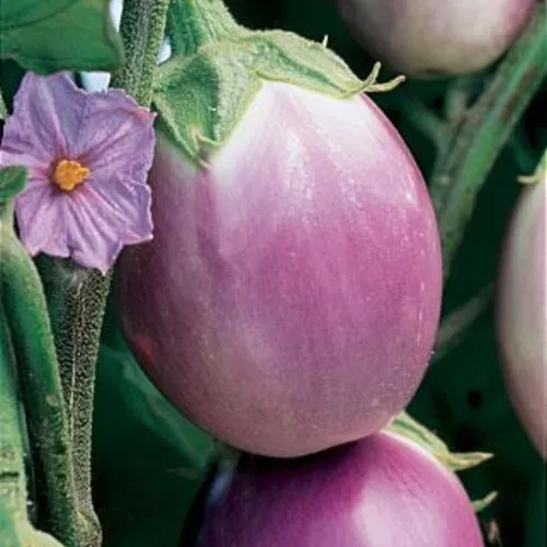 Rosa Bianca Eggplant Plant