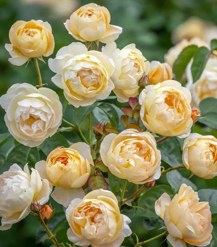 Rosa `Dannahue`